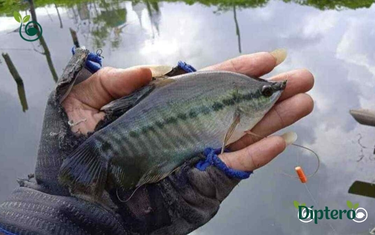 Manfaat Ikan Sepat