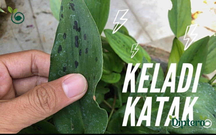 Manfaat Keladi Katak