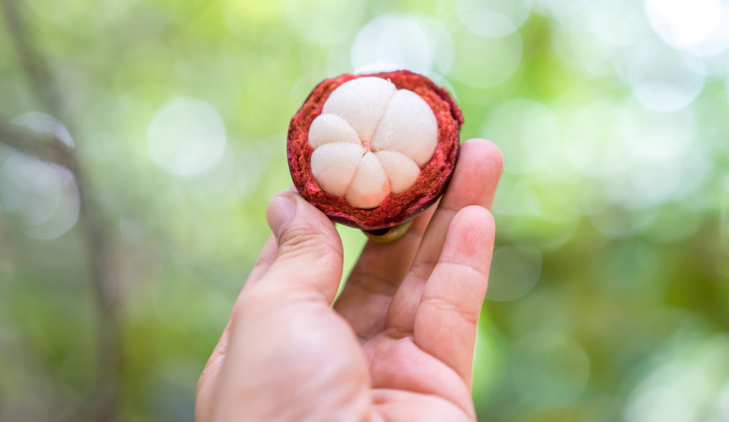 Kandungan-Nutrisi-Buah-Manggis-yang-Menyokong-Kesehatan